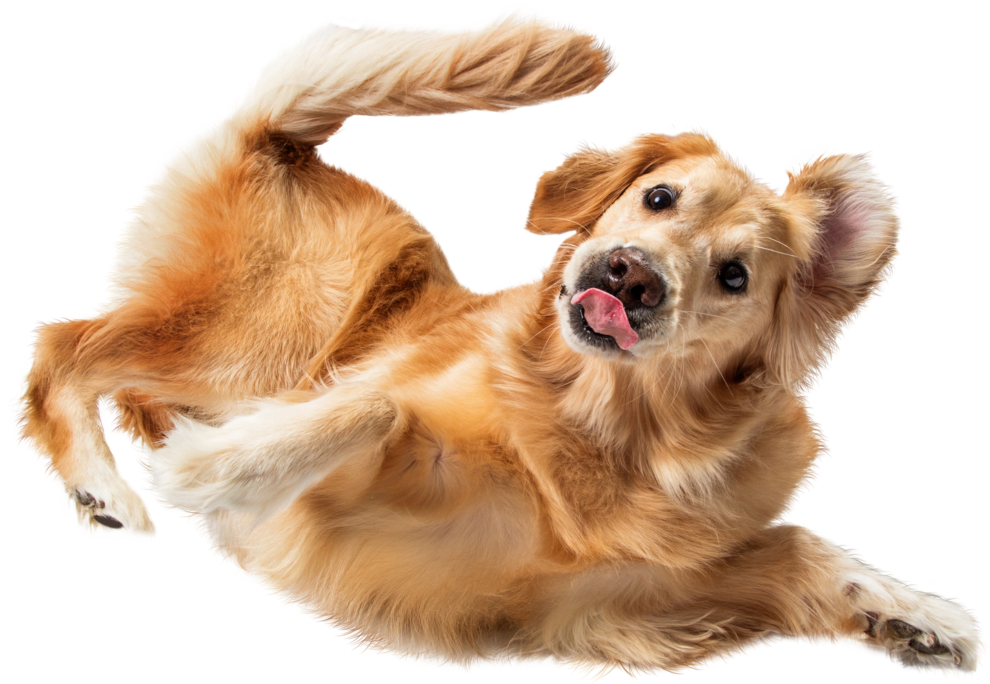 Funny Dog Rolling over Tongue Out - Transparent Background